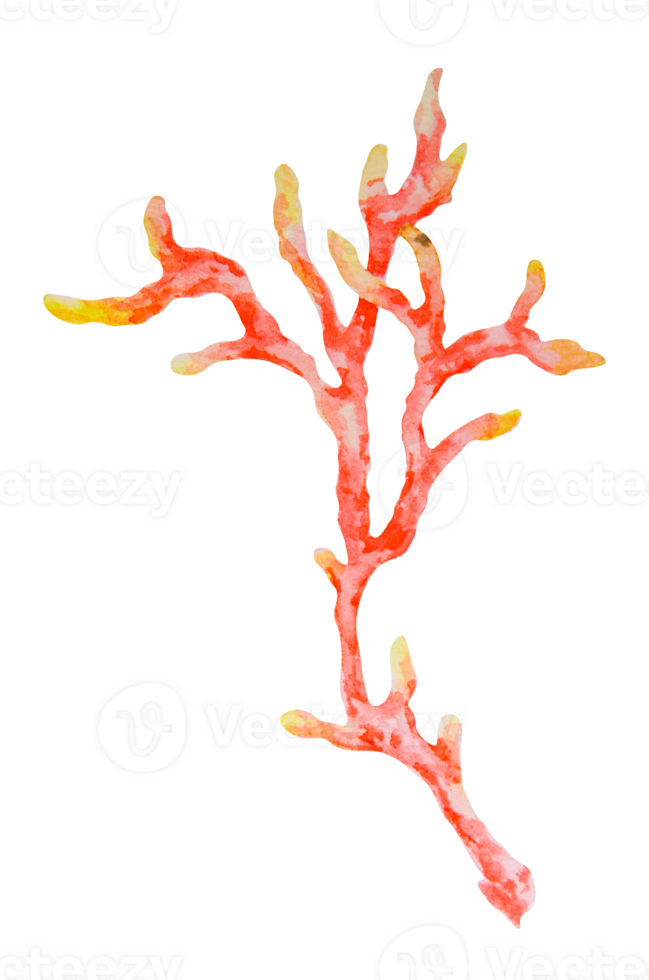 Red and yellow coral branch. Watercolor hand drawn illustration of tropical reef flora. Great for marine projects, ocean decor, children's designs, diving themes, beach visuals and summer prints png