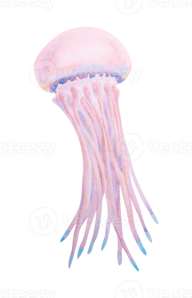 Watercolor illustration of a jellyfish with long tentacles, perfect for summer travel, diving adventures, marine-themed designs, tropical destinations, and underwater exploration concepts. png