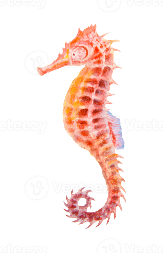 Watercolor illustration of a colorful seahorse with intricate texture. Looks like a magical sea creature, fantasy animal, toy, or marine charm. Could symbolize luck and imagination. png