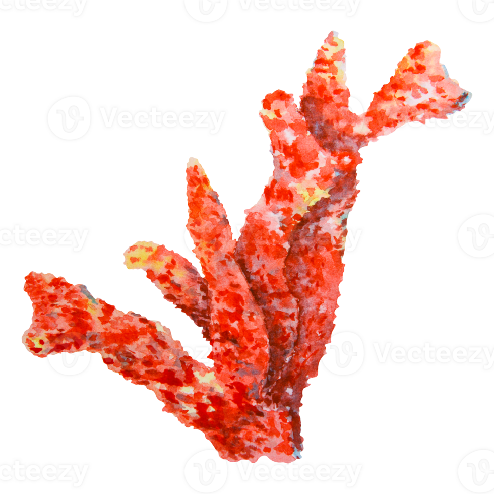 Red coral branch with detailed texture. Watercolor hand drawn marine illustration. Perfect for ocean-themed designs, underwater decor, aquarium visuals, travel graphics and kids sea projects. png
