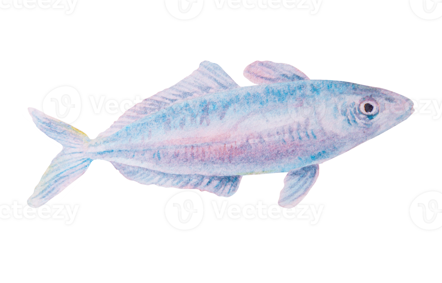 Watercolor illustration of a small blue and pink fish with delicate shading and fine details, suitable for marine-themed designs, children's books, sea life infographics, and educational materials. png