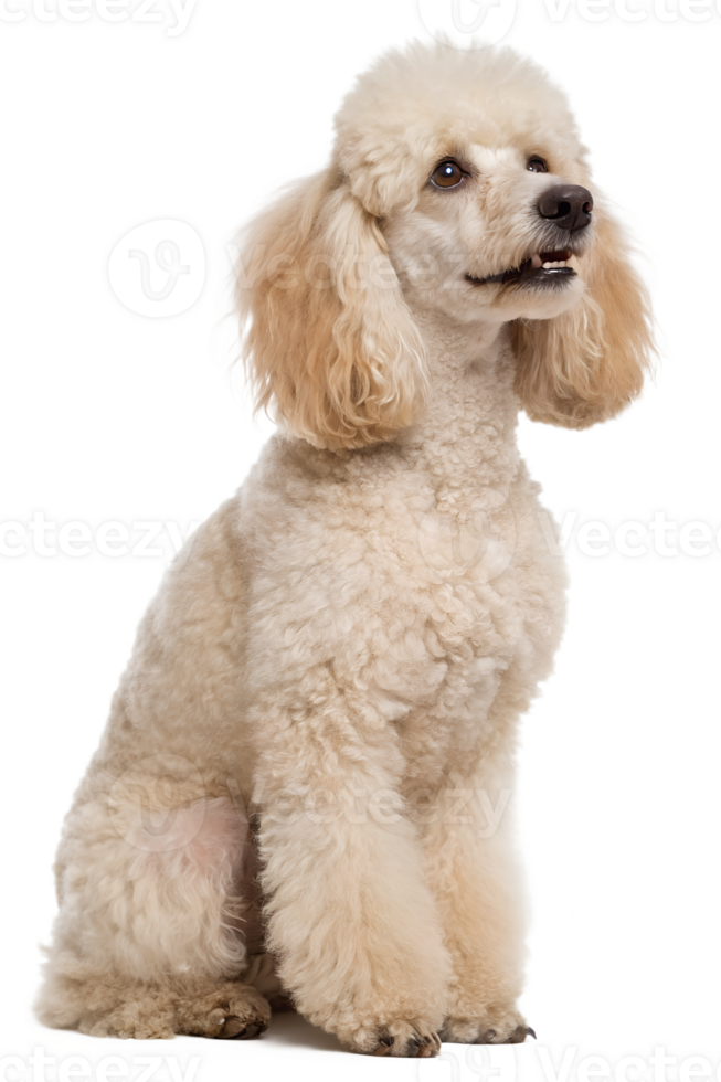 Adorable cream colored poodle dog pose isolated on transparent background png