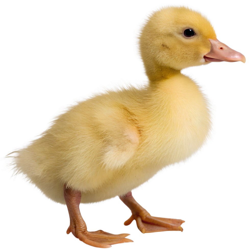 Adorable yellow duckling isolated on transparent background, cute baby bird with fluffy feathers, cheerful and bright png