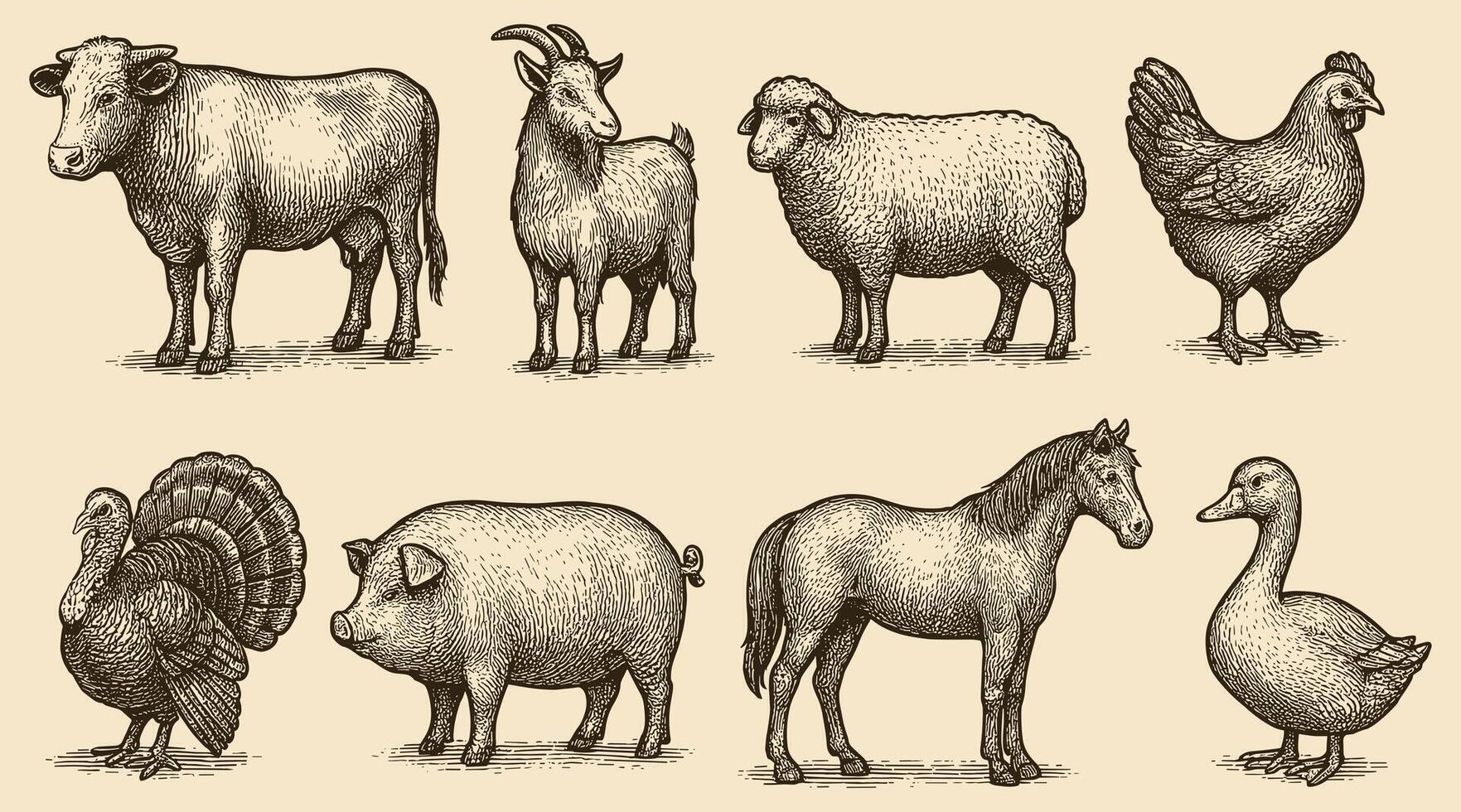 Detailed engraving depicting common farm animals in a vintage or antique style drawing vector