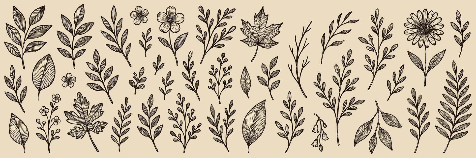 Botanical Illustration featuring delicate foliage and floral elements rendered in classic engraving style, evoking natural beauty vector