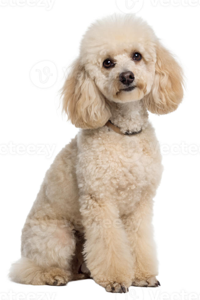 Elegant cream poodle sitting gracefully on transparent background png