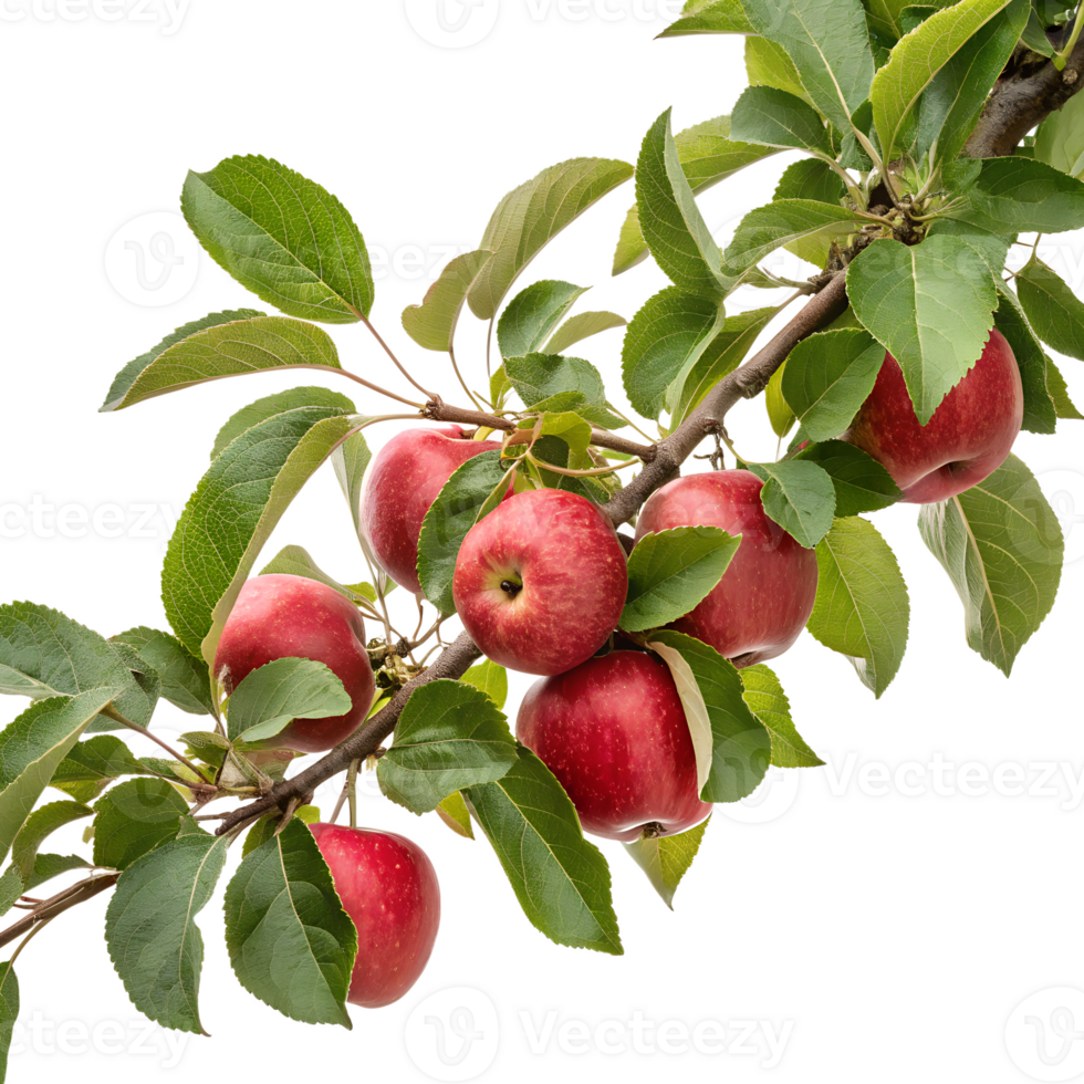 Fresh red apples on a branch with green leaves, isolated on transparent background, natural healthy fruit png