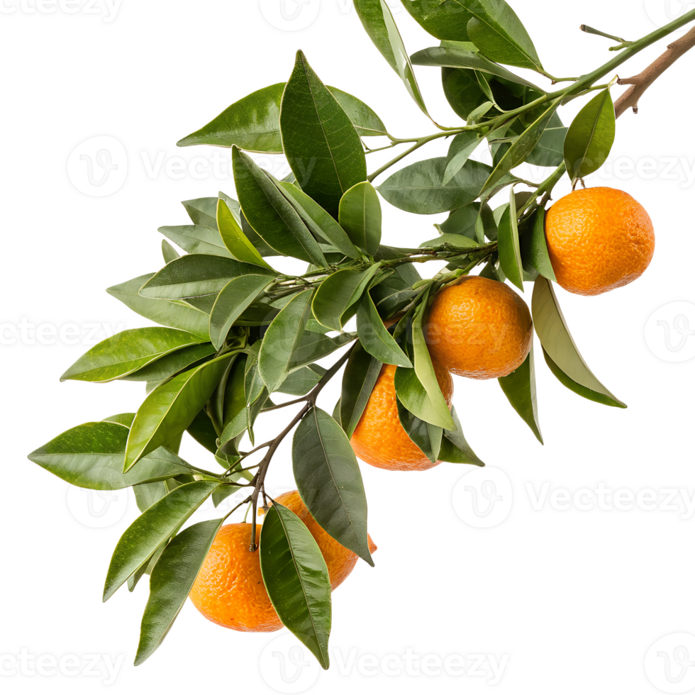 Juicy tangerines attached to a leafy green branch, bright citrus fruit isolated on transparent background png