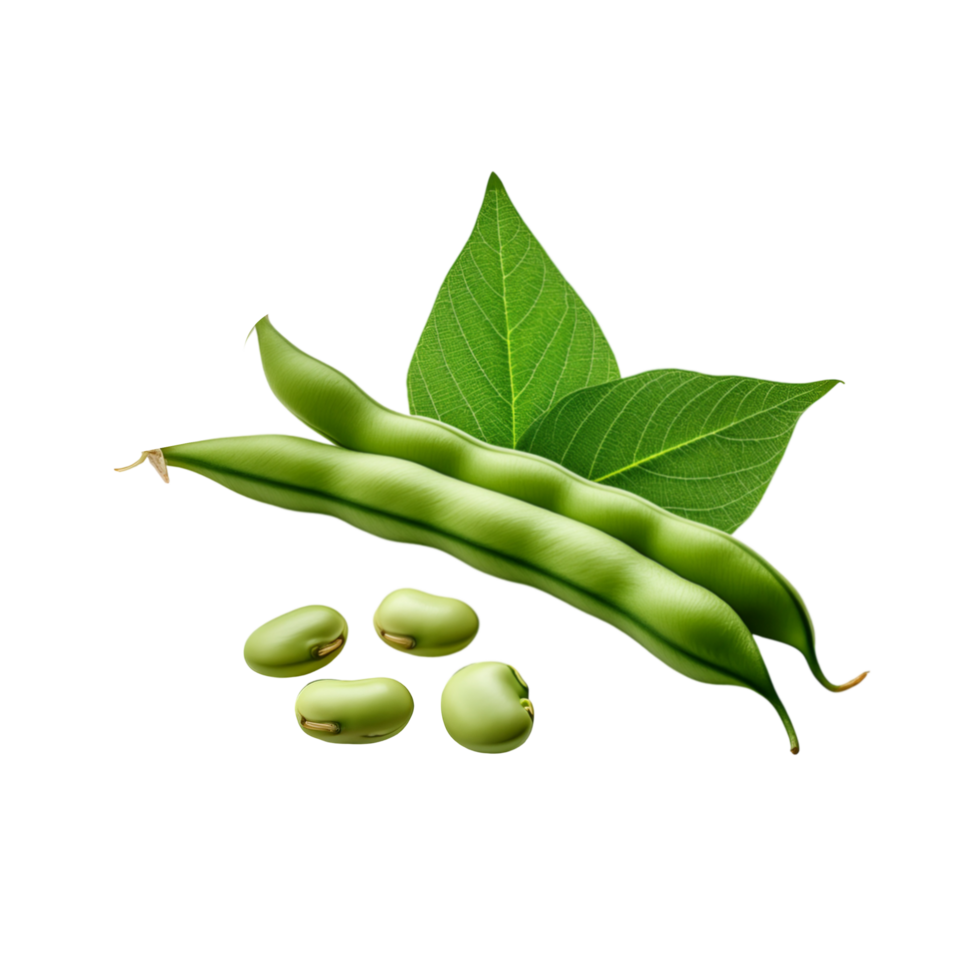 Green beans vegetable with leaf on transparent background png