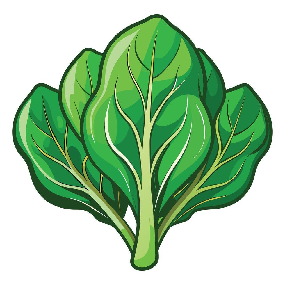 Spinach clipart isolated on white background vector