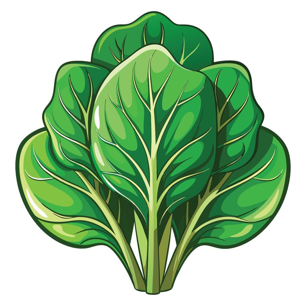 A Spinach clipart on white background vector
