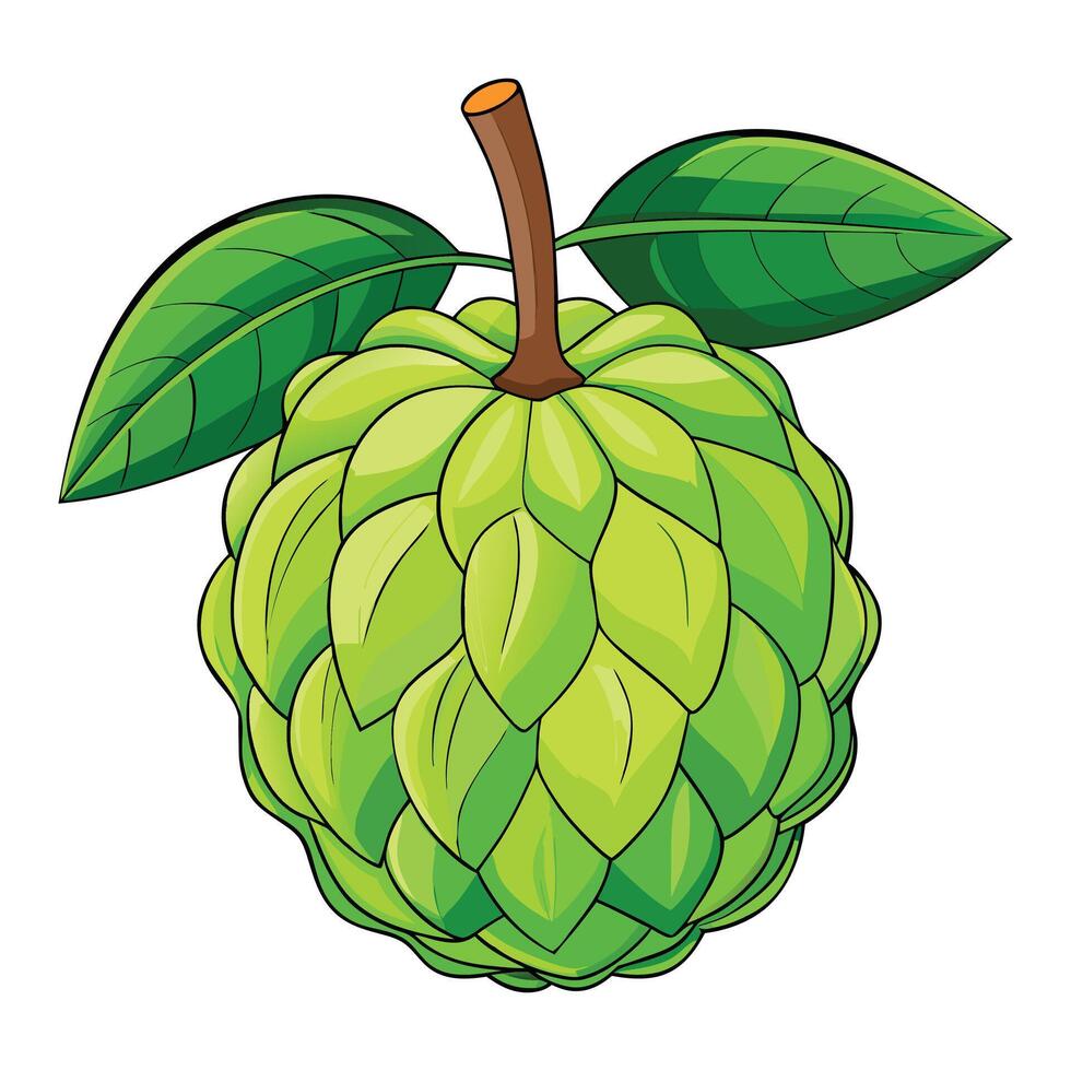 Annona squamosa clipart on white background vector