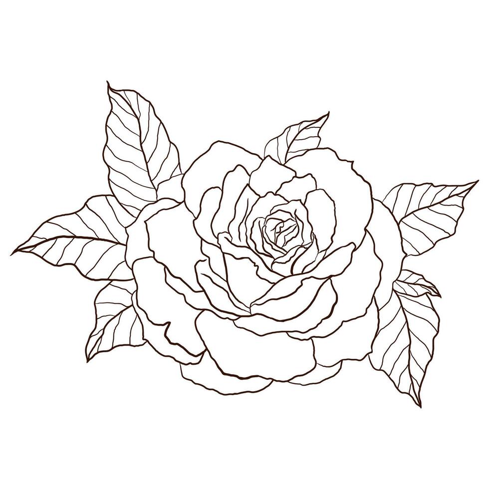 Monochrome Hand Drawn Line Art Rose Flower Drawing vector