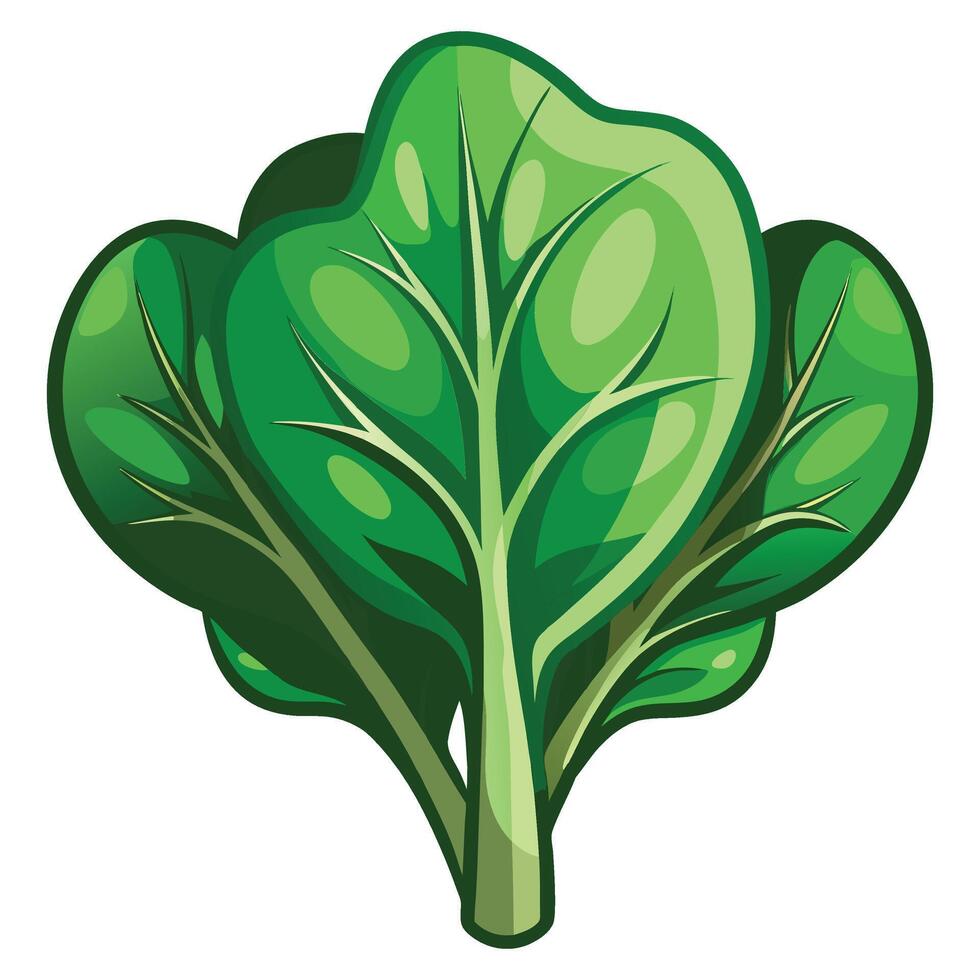 Spinach clipart on white background vector