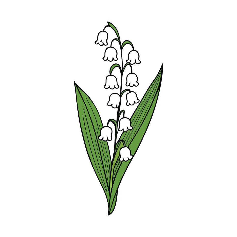 Lily of the valley flower meaning beauty garden spring symbol. vector