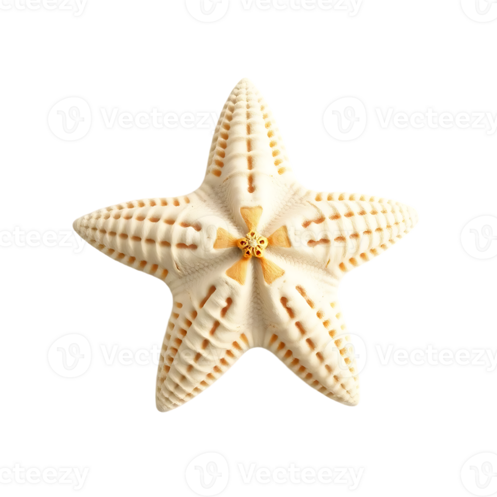 A Detailed 3D Render of a Starfish on a Transparent Background png
