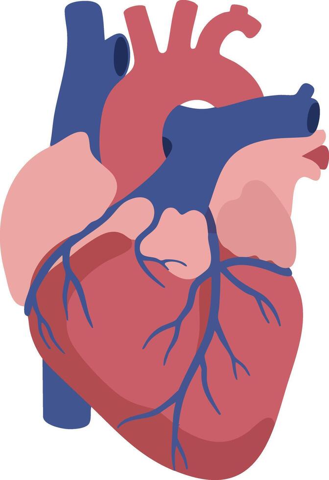 Human heart anatomy illustration with veins and arteries in red and blue colors design vector