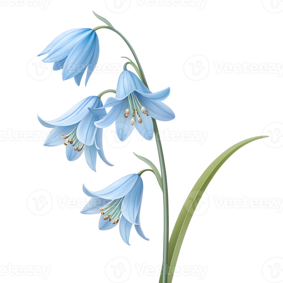 Illustration, Bluebell flower, isolated on a transparent background png