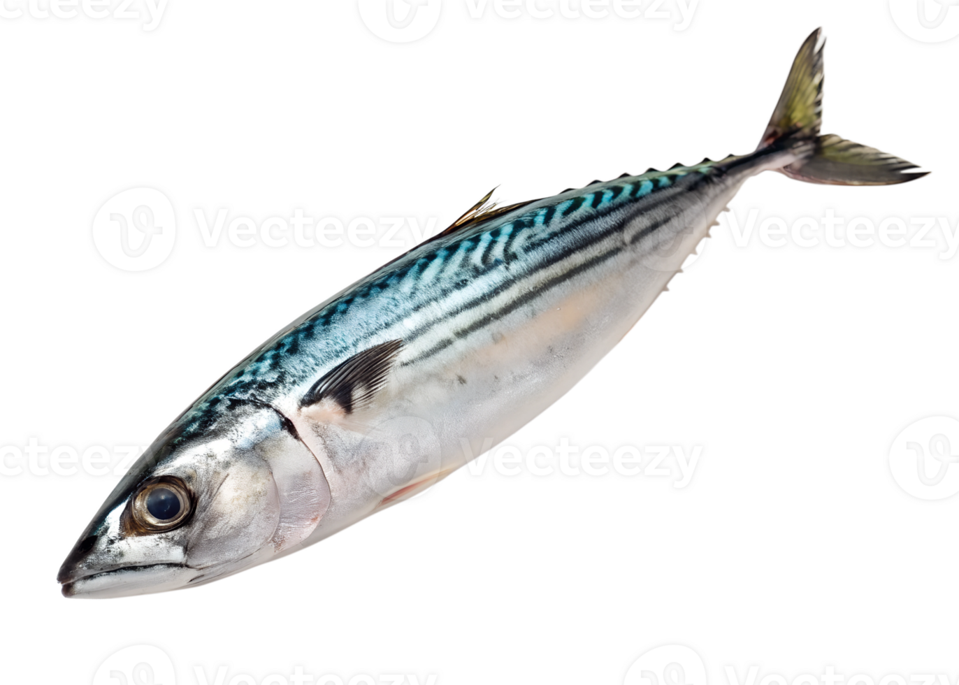 A small bonito with shimmering silver and dark blue stripes, isolated on transparent background png