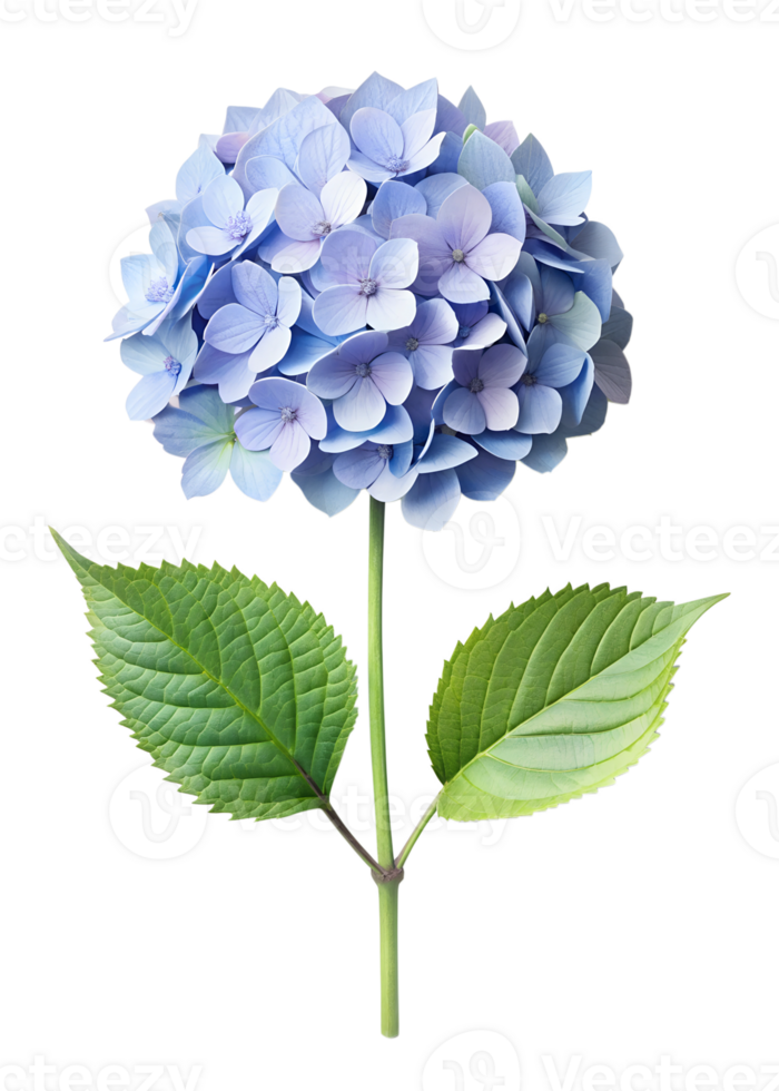 A single blue Hydrangea isolated on a transparent background png