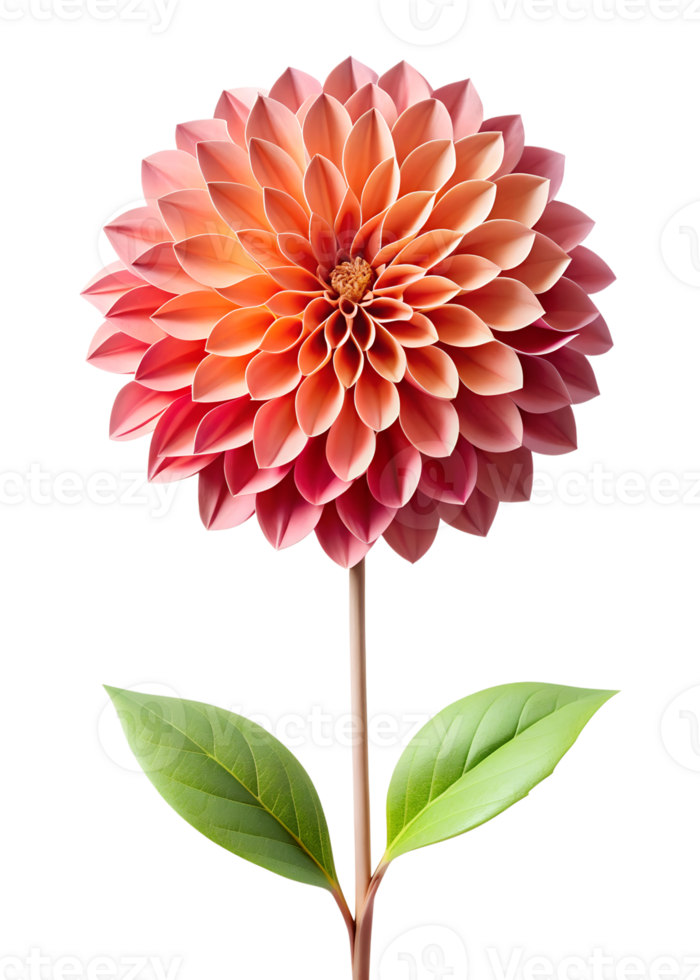 a single red Dahlia craft isolated on a transparent background png