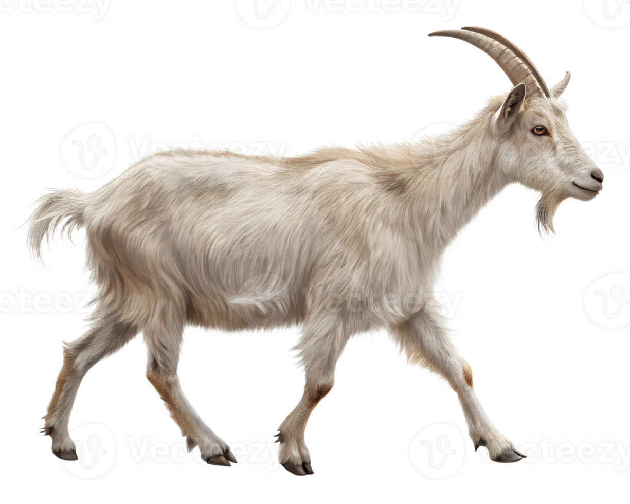 3D Illustration, Domestic Goat walking, isolated on a transparent background png