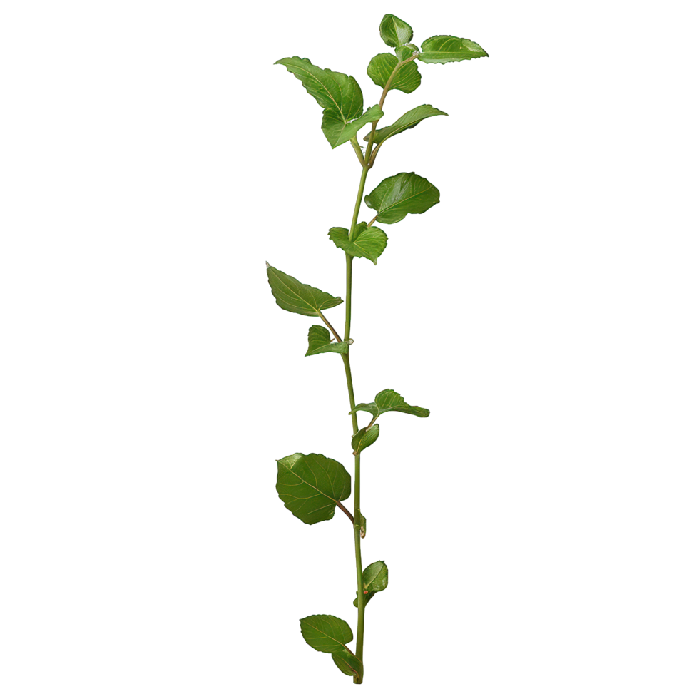 a plant with leaves on it, on a transparent background png