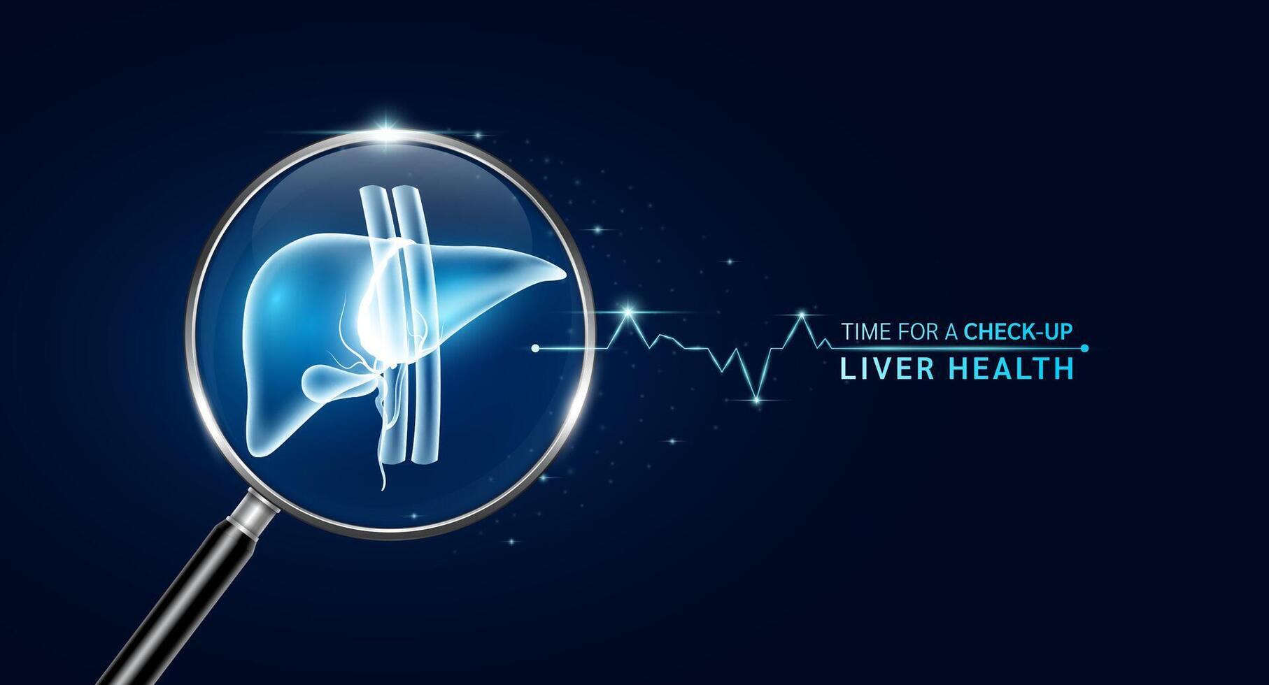 Liver inside magnifying glass with scan search. Health care medical check up too innovative futuristic digital technology. Body health checkup examining organ and blue glowing neon heart pulse. vector