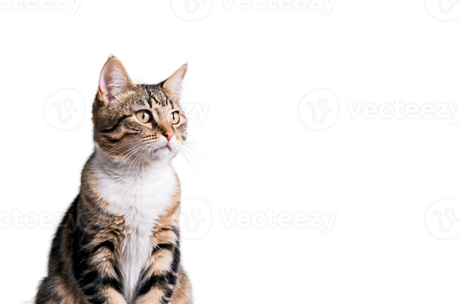 Adorable tabby cat sitting against neutral background png