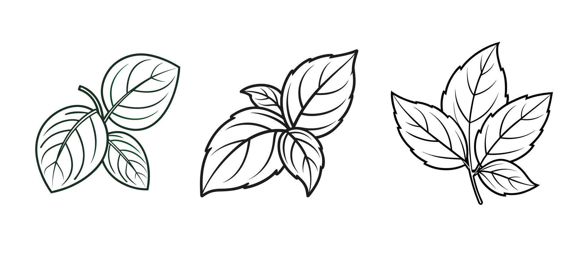 Collection of Basil Leaves Illustration. vector