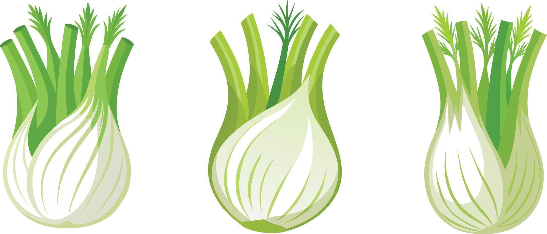 Three different types of fennel on a white background vector