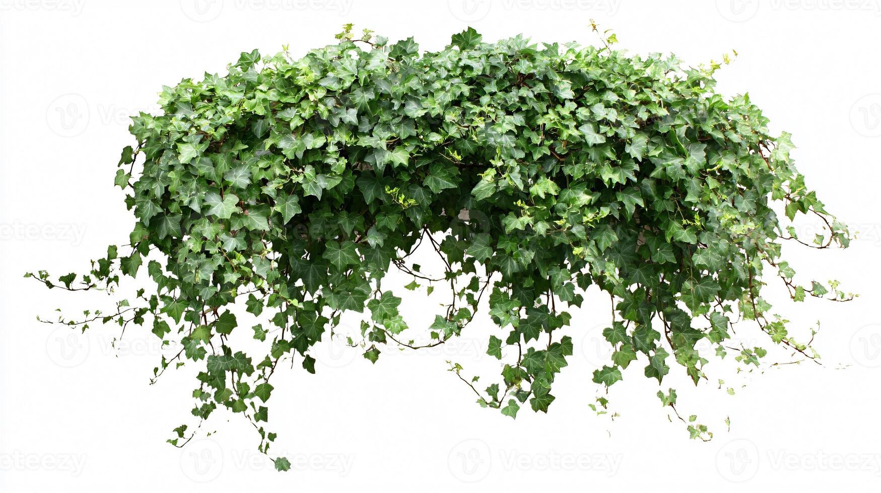 Beautiful Hanging Ivy Plant Bush Foliage Isolated on White Background photo