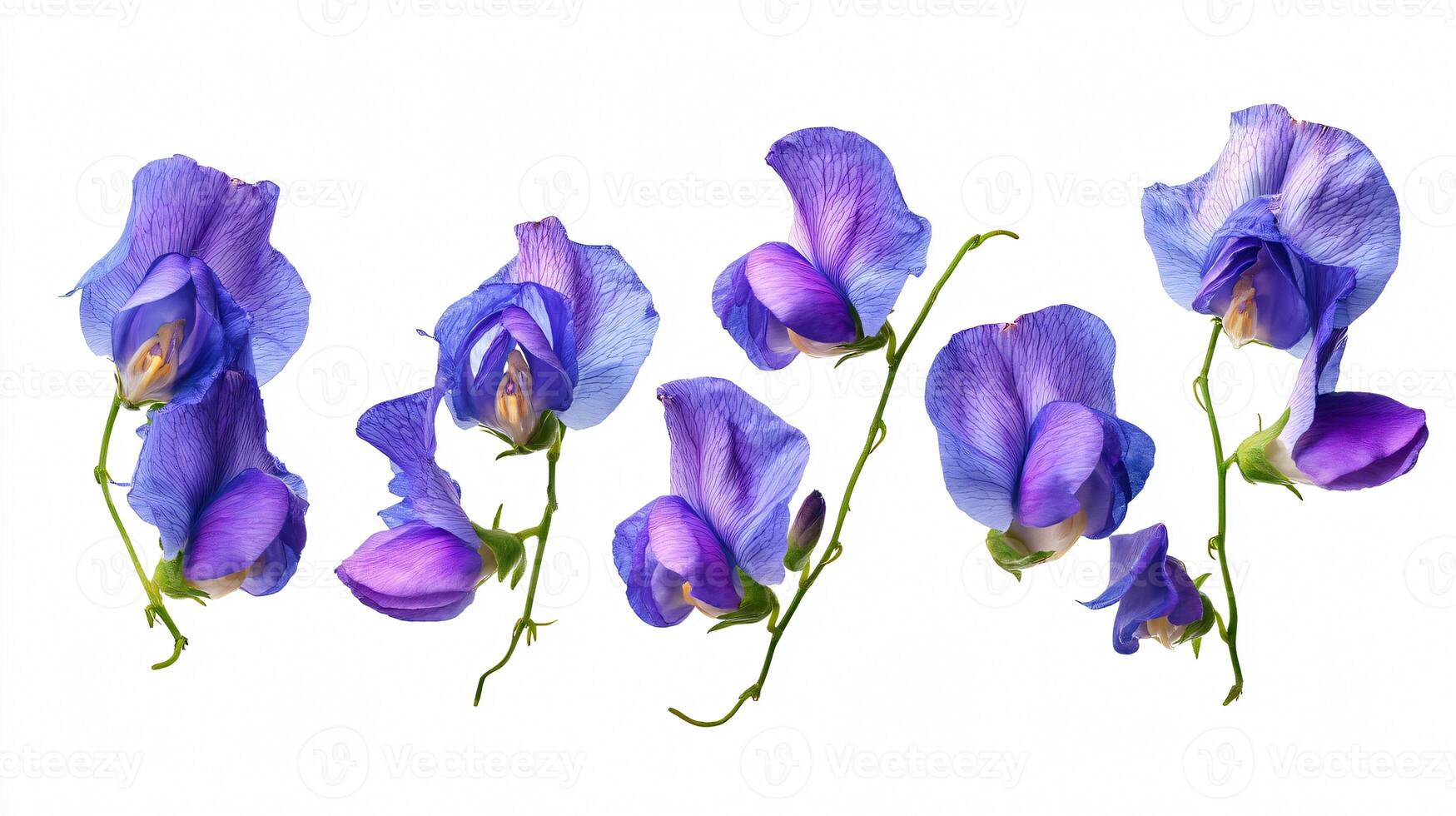 Vibrant Violet Butterfly Pea Flower Collection Isolated on White Background photo