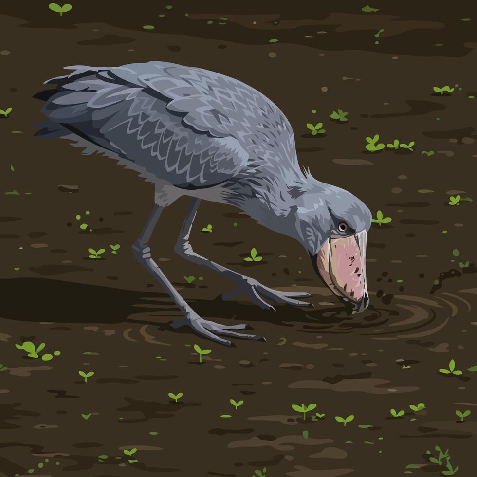 Shoebill Stork Drinking Water in Muddy Field with Tiny Sprouts vector