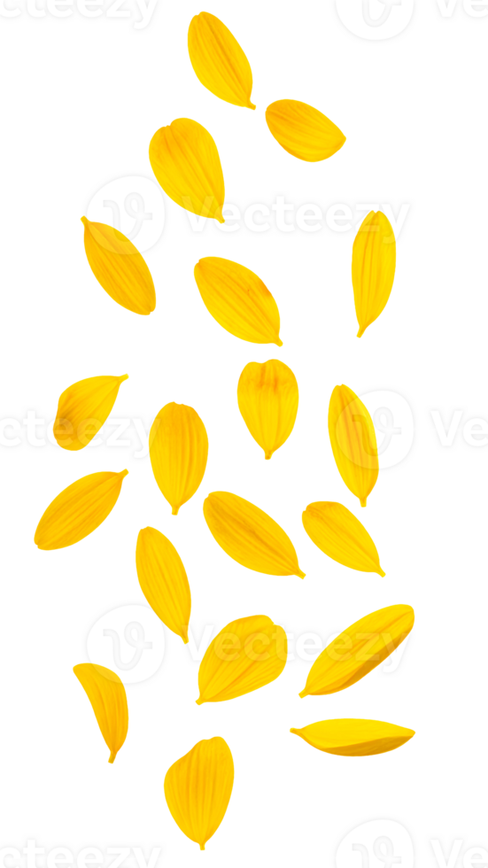 falling yellow petals scattered naturally on isolated background for romantic floral decoration and design png