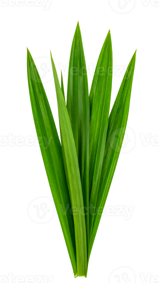 realistic bundle of fresh pandan leaves in lush green color with natural texture, tropical asian herbal ingredient for cooking and decoration on isolated background png