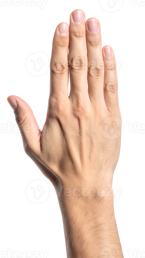 realistic front view of raised human hand with open fingers in stop or greeting gesture, male hand communication symbol with natural skin texture on isolated background png