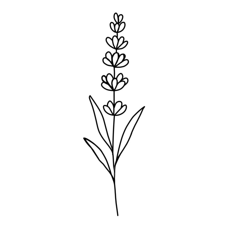 Elegant Lavender Flower illustration icon. Perfect for wellness, aromatherapy, nature-themed projects, and floral decorations. vector