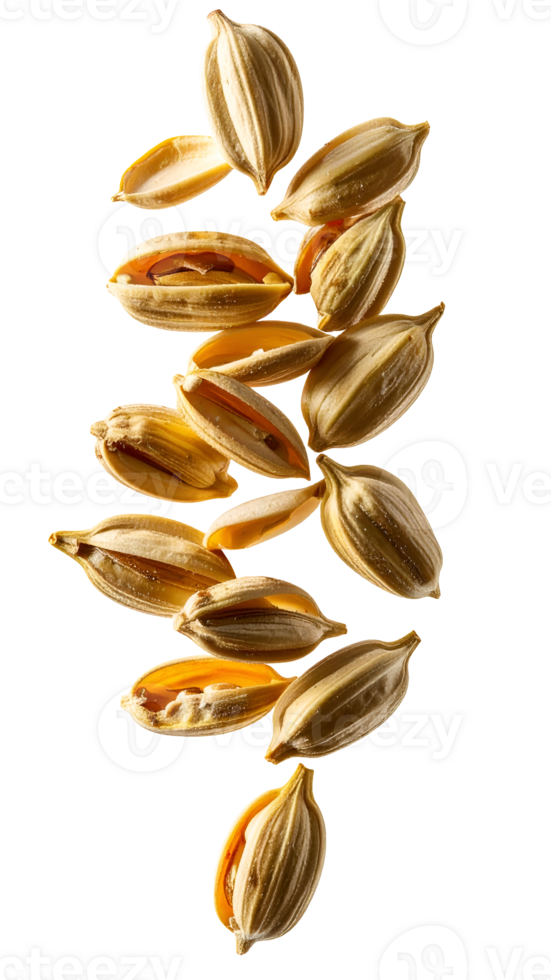 realistic opened floating botanical flower seeds on isolated background showing natural growth detail png