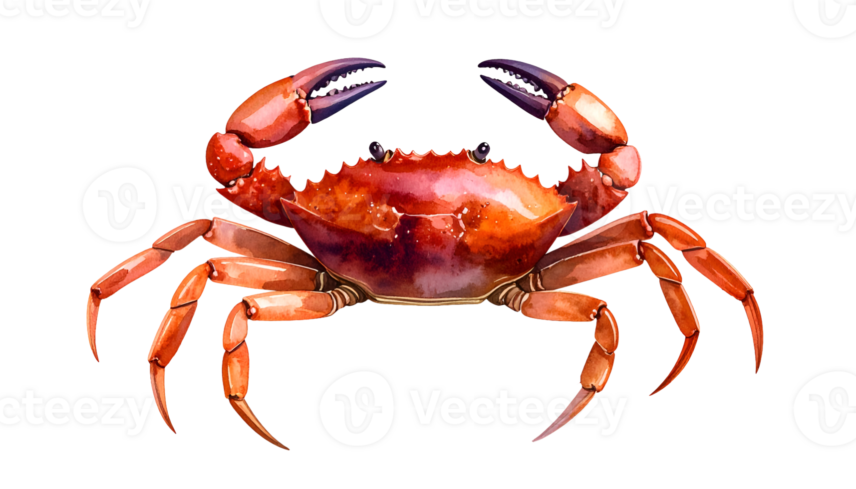 watercolor illustration of a red crab with raised claws and detailed shell texture on isolated background png