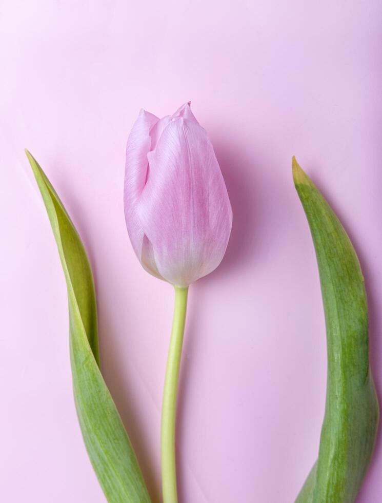 one tulip on pink background, close-up, copy space photo