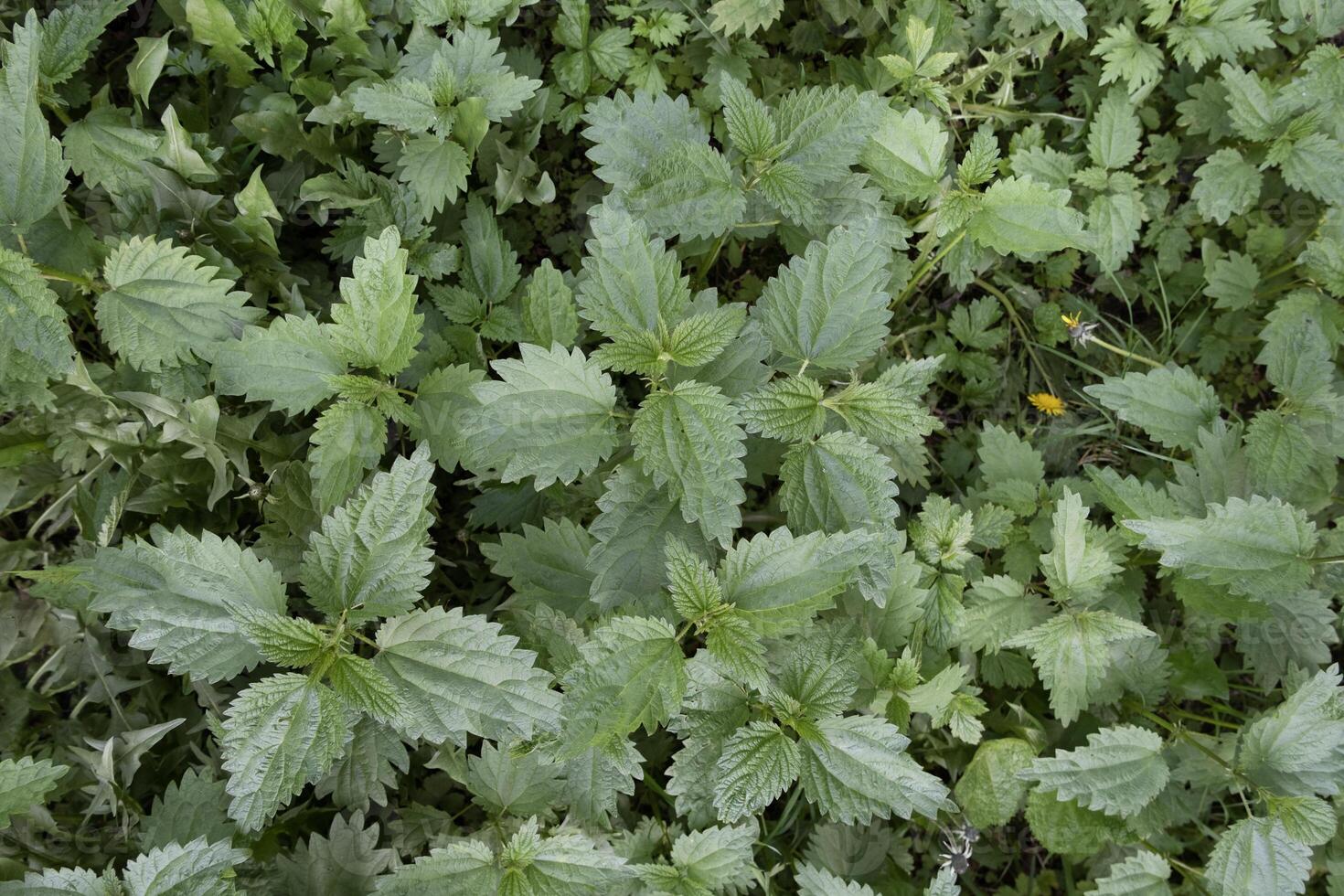 dense thickets of young nettles view from above photo