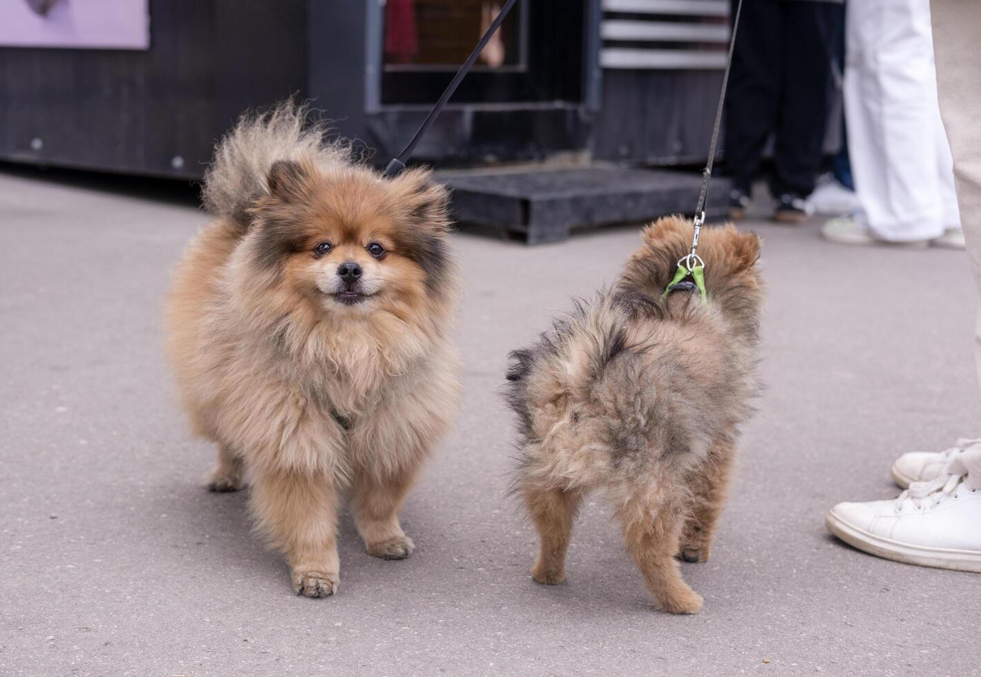 An adult spitz dog with her puppy walks in the city photo