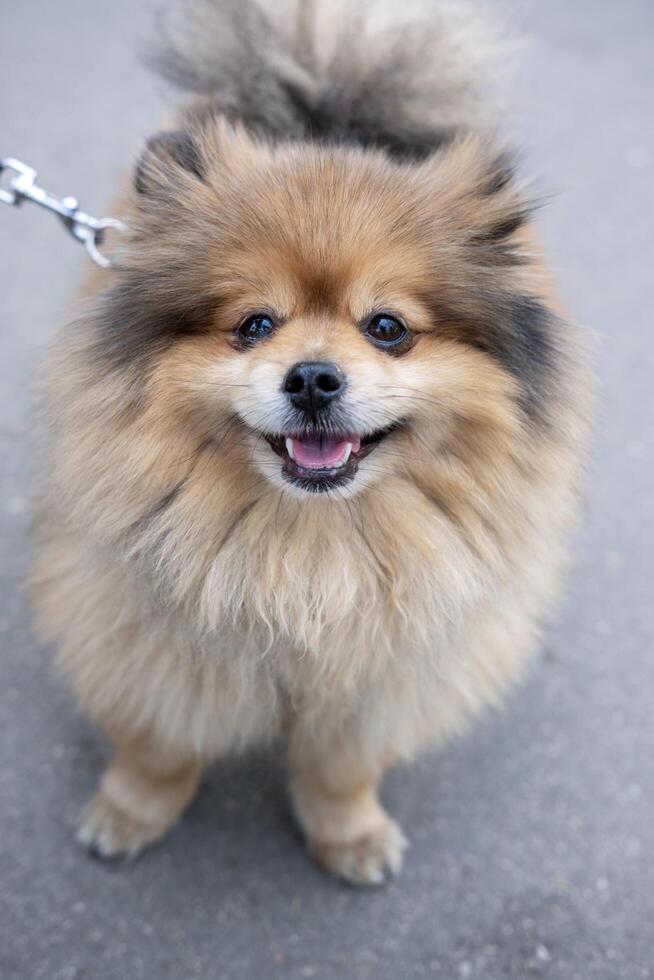 Adult positive Spitz dog looking devotedly at camera during walk in city, close-up photo