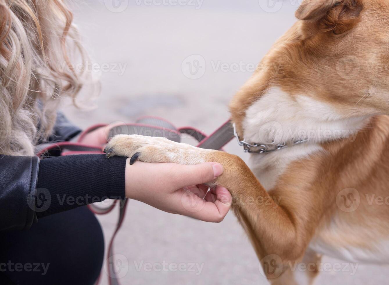 dog gives paw to its owner, close-up photo