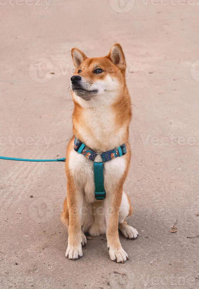 Shibu Inu dog sits on asphalt in yard, looks to the side photo
