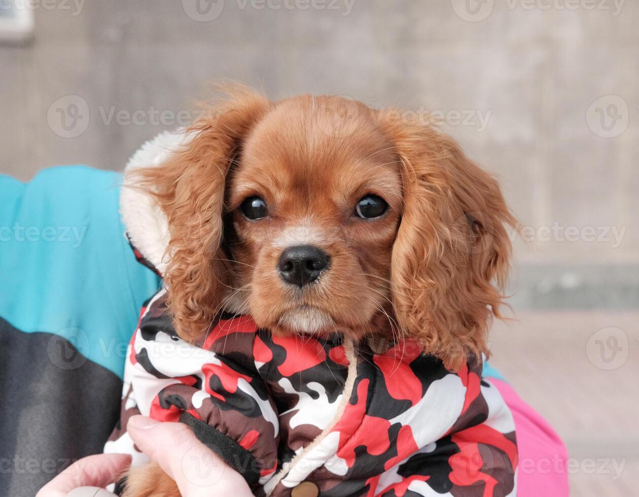 Cavalier King Charles Spaniel, young dog, in a raincoat on a walk, looking at the camera photo