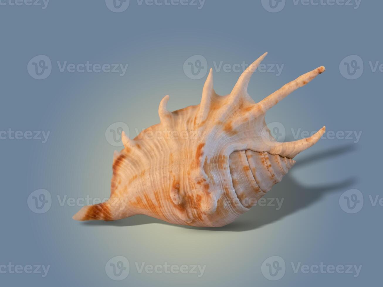 beautiful textured sea shell on a blue background, with shadow photo