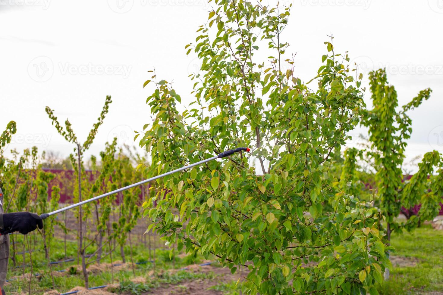 A gardener sprays fruit trees against diseases and pests using a garden sprayer on a spring day photo