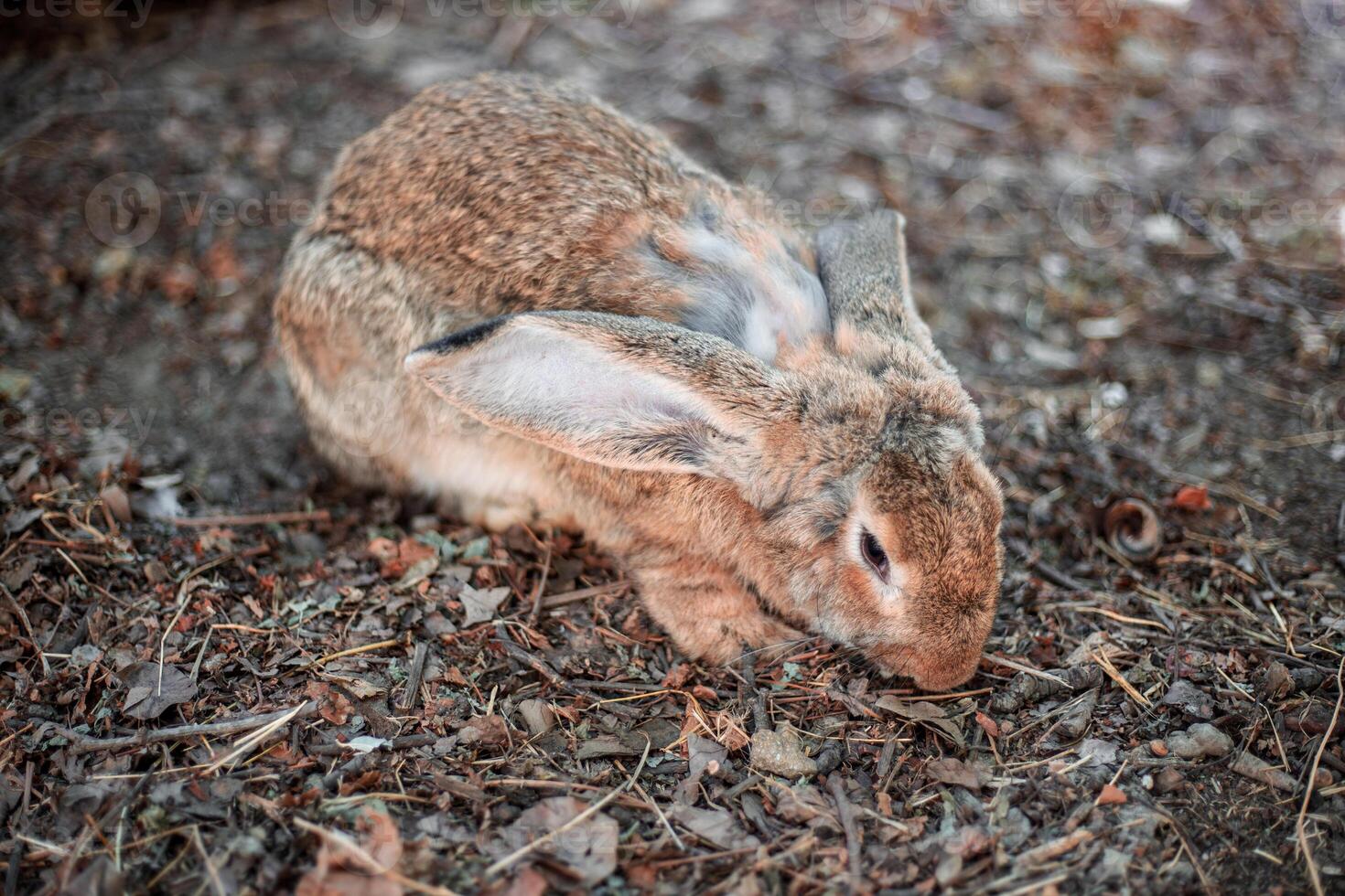Gray domestic rabbit sits on the ground huddled. photo